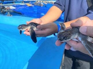 世界自然遺産 小笠原諸島の海からすみだ水族館へアオウミガメの